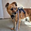 Lilo sucht ein Zuhause