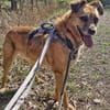 Lilo sucht ein Zuhause