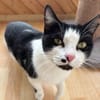Azrael aus dem Tierschutz