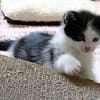 Katzenkind KARL
