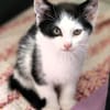 Katzenkind KARL