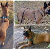 Traumhund  VIOLETA  Bereits in Deutschland !