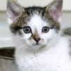 Katzenkind TINKERBELL
