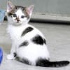 Katzenkind TINKERBELL