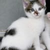 Katzenkind TINKERBELL