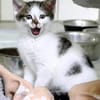 Katzenkind TINKERBELL