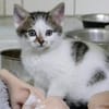 Katzenkind TINKERBELL
