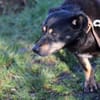 Acantha- freundlich u. verschmust