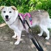 Dakota wartet sehnsüchtig auf ihre Menschen 🍀
