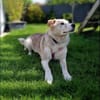 Dakota wartet sehnsüchtig auf ihre Menschen 🍀