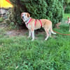 Maya sucht ihr endgültiges Zuhause!