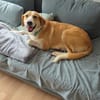 Maya sucht ihr endgültiges Zuhause!