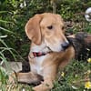 Frieda Mix Hündin ca. 1 Jahr alt in 41751