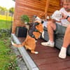 Picur, ruhiger Sonnenschein, ca. 8 Jahre