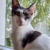 Dorian, fröhlicher Schmusekater, ca. 1 Jahr