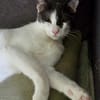 Dorian, fröhlicher Schmusekater, ca. 1 Jahr