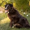 Linda, zauberhafte Hündin, ca. 5 Jahre