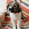 Brix💕sehr verspielt und neugierig