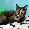 MINETTE