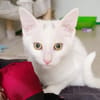 Cotton