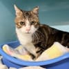 MICHEL