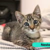 NESTOR