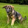 Rika sucht ein Für-immer-Zuhause