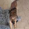 Süße Luna🌺 sucht liebevolles Zuhause
