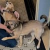 Süße Luna🌺 sucht liebevolles Zuhause