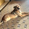 Süße Luna🌺 sucht liebevolles Zuhause