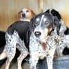 ARIA SOPHIE - auf Pflegestelle in Bayern
