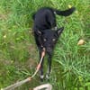 Onyx, so ein Charmeur
