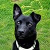 Traumhund PAVLE
