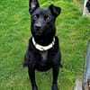 Traumhund PAVLE