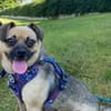 Jaylah sucht ein neues Zuhause