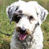 Fridolin - sucht seine Chance