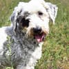 Fridolin - sucht seine Chance