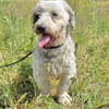 Fridolin - sucht seine Chance