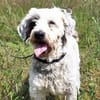 Fridolin - sucht seine Chance