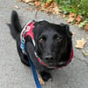 Danny sucht ein neues Zuhause