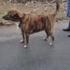 🐾 Charly sucht sein Für-Immer-Zuhause