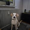 Mylo auf der Suche nach seinem Glück