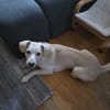 Mylo auf der Suche nach seinem Glück