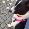 Sissi Treue Seele sucht sicheren Hafen