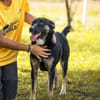 DUSTER  Ein ganz besonderer Hund, der sein Zuhause sucht