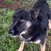 DUSTER  Ein ganz besonderer Hund, der sein Zuhause sucht
