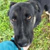 DUSTER  Ein ganz besonderer Hund, der sein Zuhause sucht