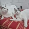 Peter Pan & Molly  Geschwisterpärchen sucht Zuhause