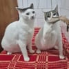 Peter Pan & Molly  Geschwisterpärchen sucht Zuhause