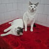 Peter Pan & Molly  Geschwisterpärchen sucht Zuhause